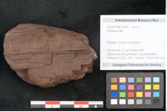 Foto (Objekt + Etikett) von Plantae indet.  (NHMW-GEO-2024-0188-10474)